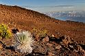 022 Maui, Haleakala NP, Silversword